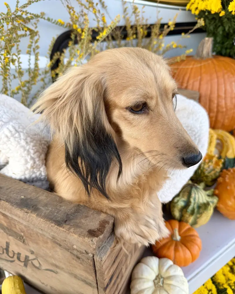 Gwen, a shaded cream mini long-haired dachshund, in a wooden crate with fall pumpkins